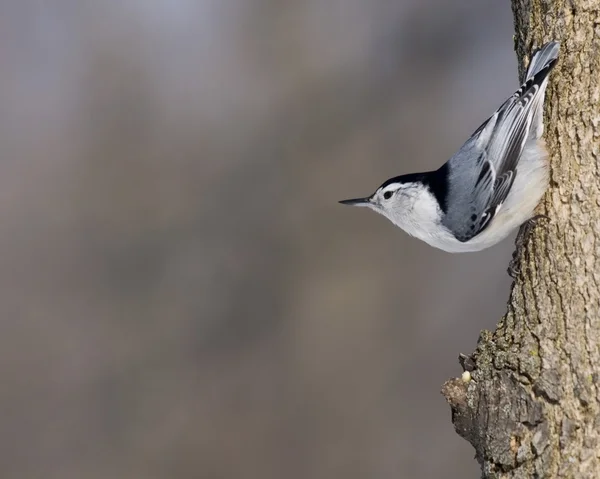 Ak göğüslü sıvacı kuşu — Stok fotoğraf