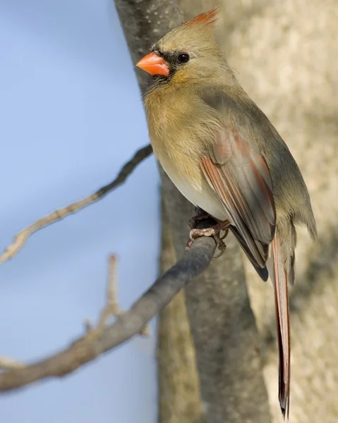 Καρδινάλιος (Cardinalis cardinalis) — Φωτογραφία Αρχείου