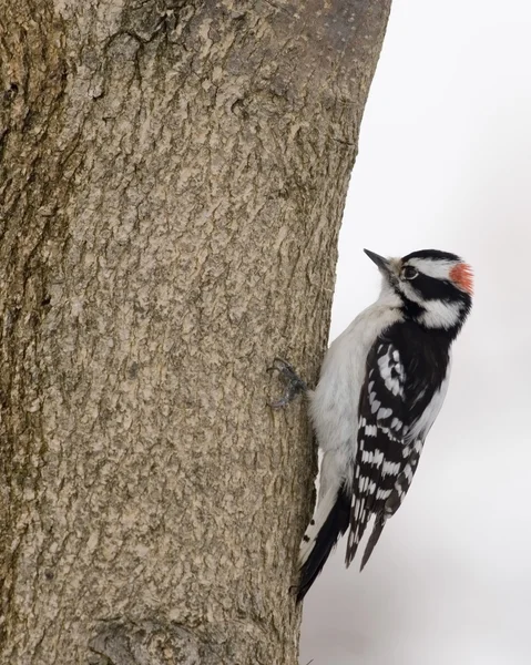 Downy Woodpecker (Picoides pubescens) ) — стоковое фото