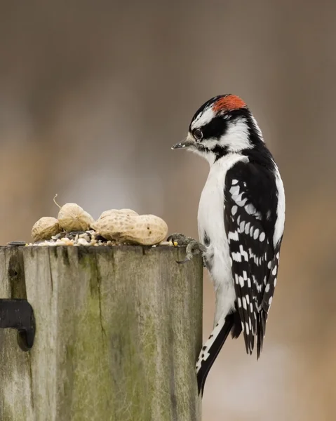 stock image Downy Woodpecker (Picoides pubescens)