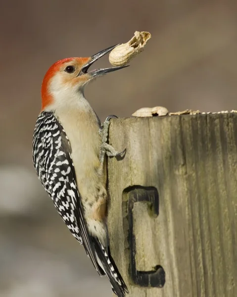 stock image Red-bellied Woodpecker