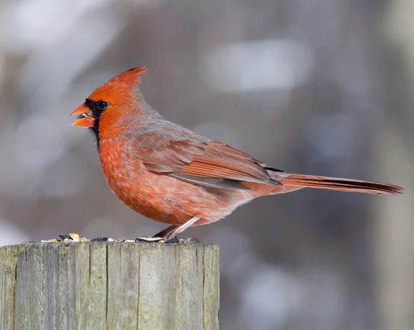 Cardinal (Cardinalis cardinalis) — Stock Photo, Image