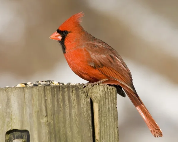 Bíboros (Cardinalis cardinalis) — Stock Fotó