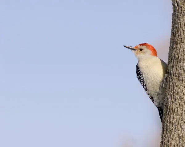 Pájaro carpintero de vientre rojo —  Fotos de Stock
