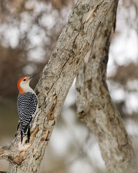 stock image Red-bellied Woodpecker