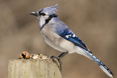 Mavi Jay (siyanocitta cristata)