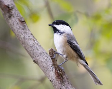 Black-capped Chickadee clipart