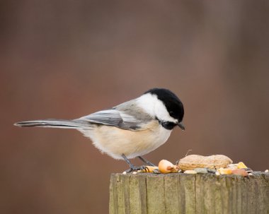 Black-capped Chickadee clipart