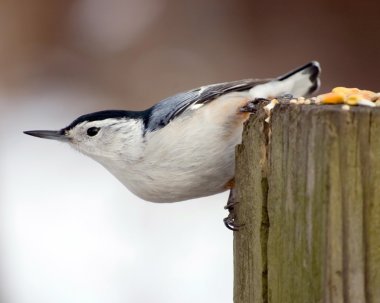 White-breasted Nuthatch clipart