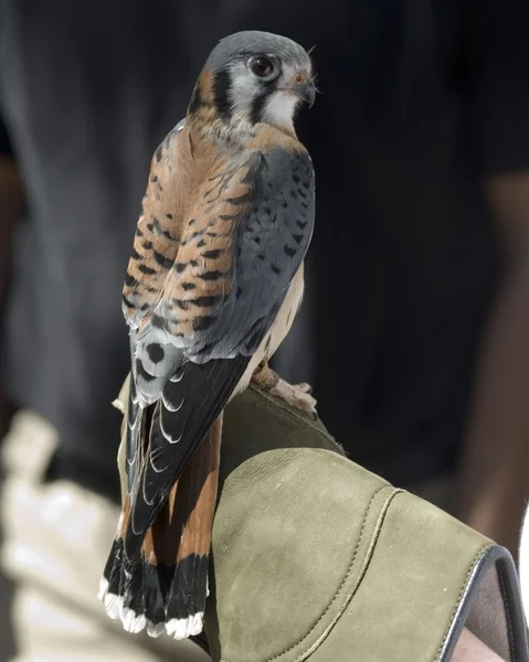 Poštolka pestrá (Falco sparverius) — Stock fotografie