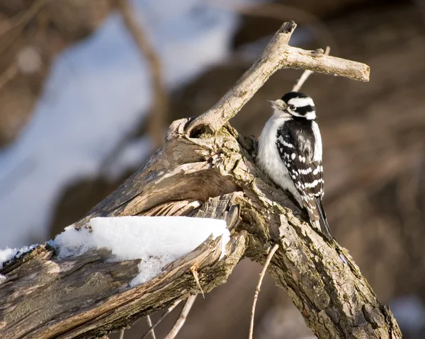 霜霉病啄木鸟 — 图库照片