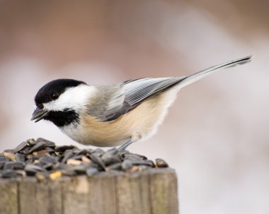 Black-capped Chickadee clipart