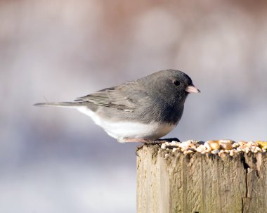 kayrak - renkli junco