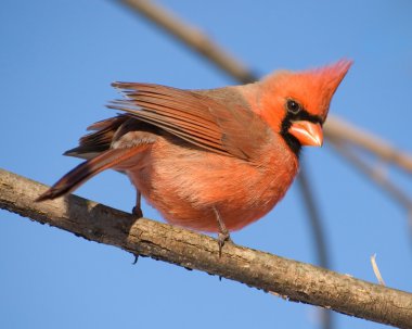 Kuzey cardindal