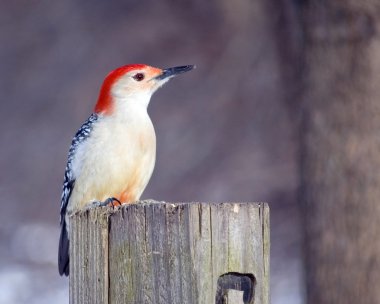 Red-bellied Woodpecker clipart