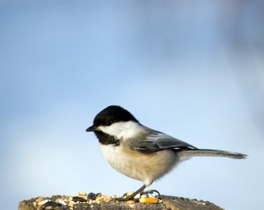 Black-capped Chickadee clipart