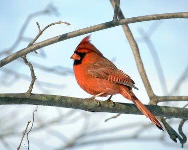 Kuzey cardindal