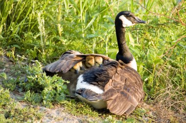 Canada Goose Chicks clipart