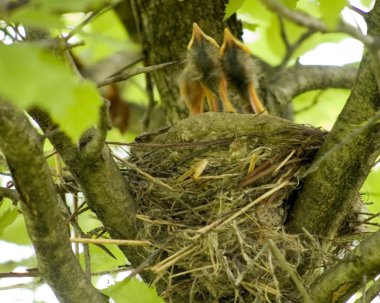 Robin Nest