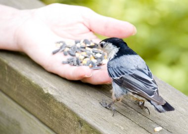 White-breasted Nuthatch clipart