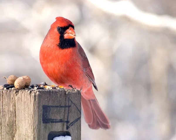 Northern Cardinal — Stock Photo, Image