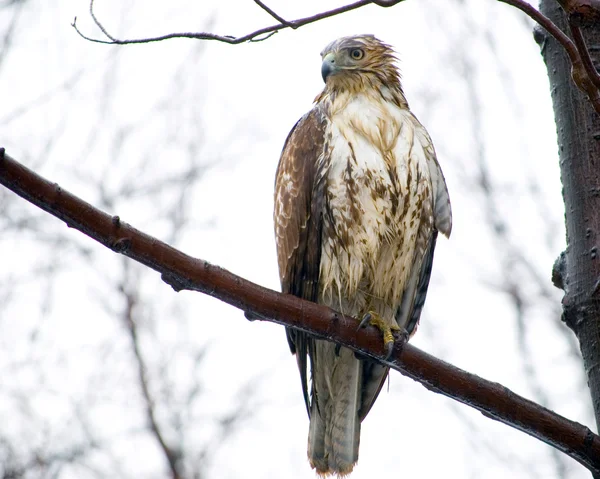 Red-Tailed Hawk — Stock Photo, Image