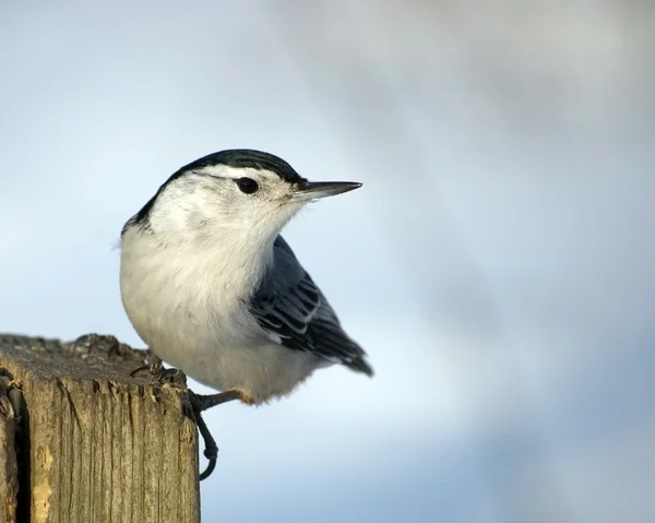 White-breasted Nuthatch On Post — Stock Photo, Image