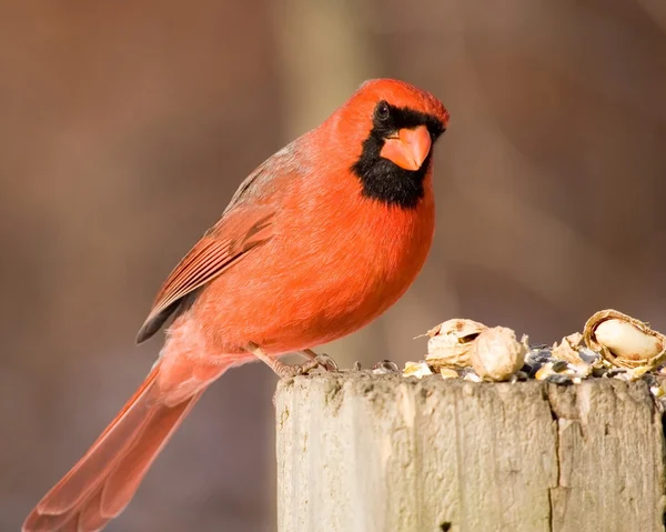 Nothern Cardinal — Stock Photo, Image