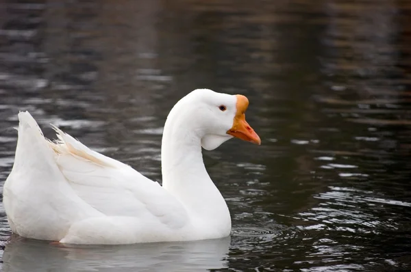 Domestic Goose — Stock Photo, Image