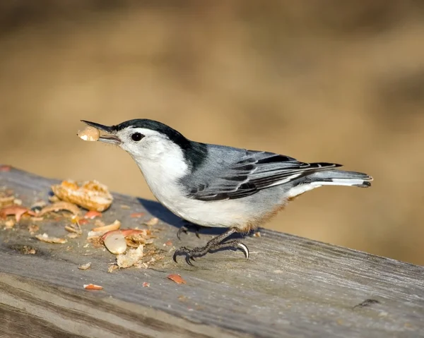 White-Breasted Nuthatch — Stock Photo, Image