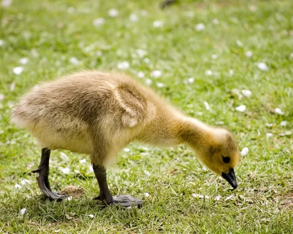 Bernache du Canada gosling — Photo