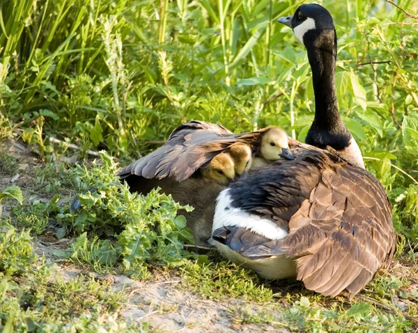 Canada Goose Chicks — Stock Photo, Image
