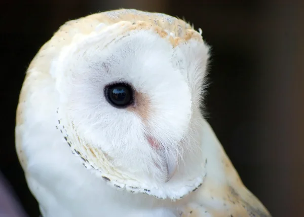 European Barn Owl — Stock Photo, Image