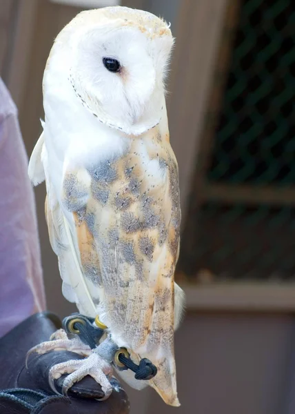 European Barn Owl — Stock Photo, Image