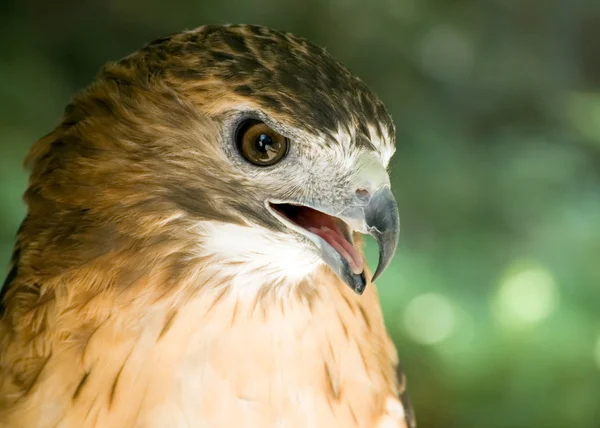 红尾鹰 — 图库照片