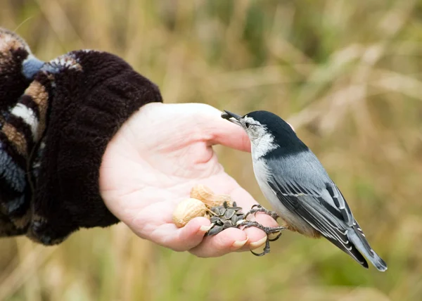 手に鳥 — ストック写真