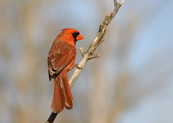 Kardinal (cardinalis cardinalis)) — Stockfoto