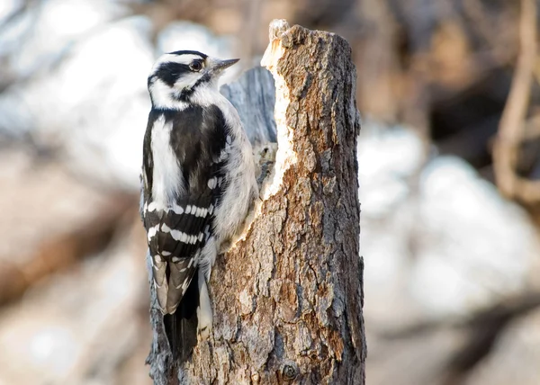Downy Woodpecker — Stock Photo, Image