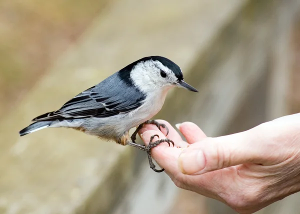 Nuthatch In Hand — Stock Photo, Image