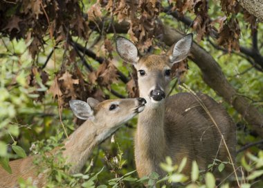 Whitetail Doe With Fawn clipart