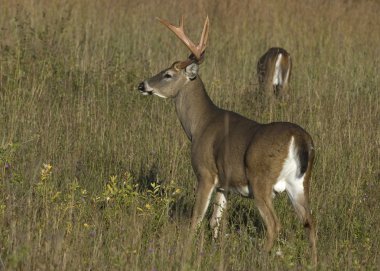 Buck whitetail geyik