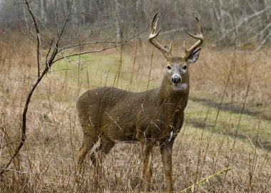 Buck Whitetail Deer clipart