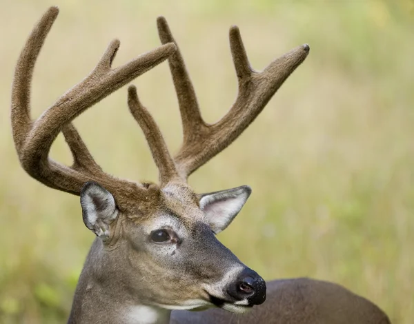 降圧 whitetail 鹿 — ストック写真