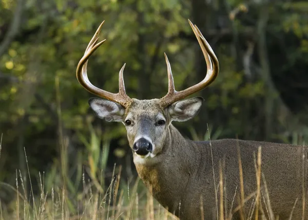 Buck Whitetail Deer — Stock Photo, Image