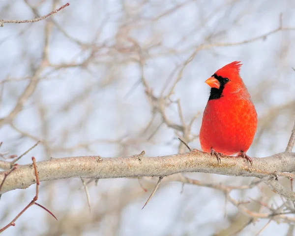 Cardinal (Cardinalis cardinalis) — Stock Photo, Image