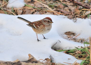 American Tree Sparrow clipart