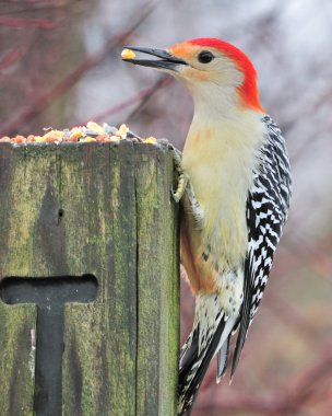 Red-bellied Woodpecker clipart