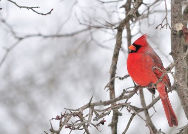 Kardinal (Cardinalis cardinalis)