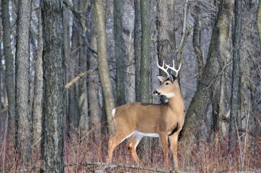 Whitetail Deer Buck clipart