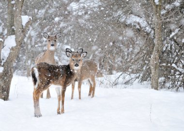 Whitetail Deer Doe clipart